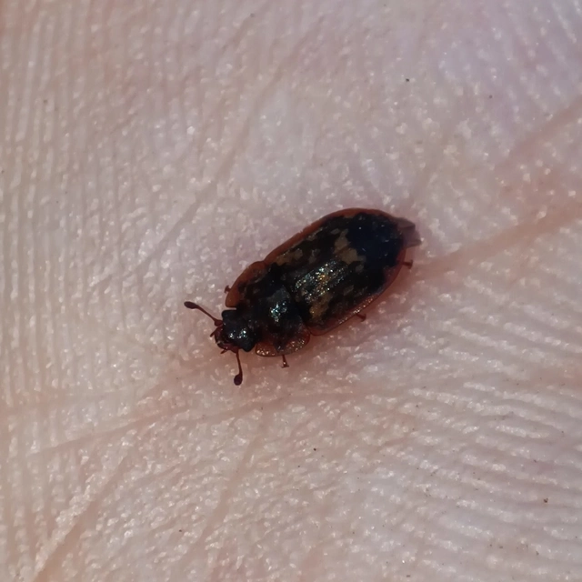 Soronia grisea - pettyegetett fénybogár