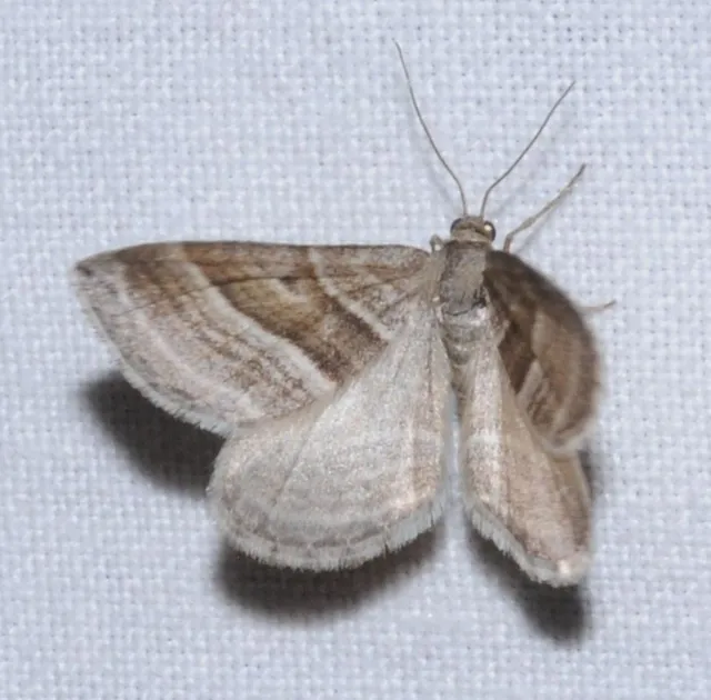 Phibalapteryx virgata - szürke galajaraszoló
