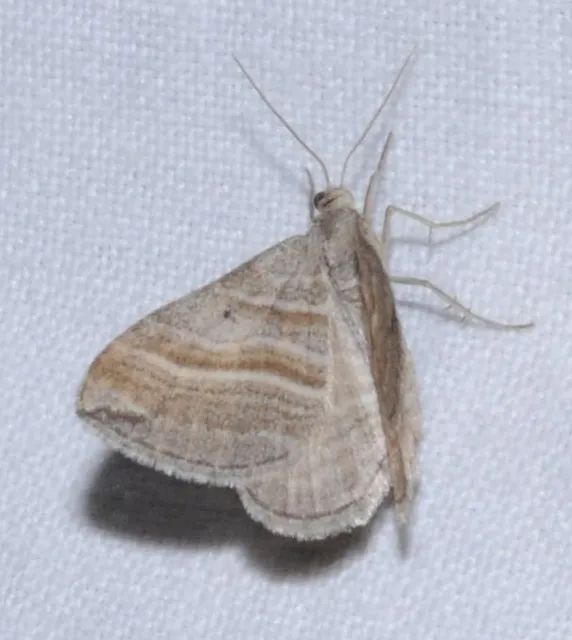 Phibalapteryx virgata - szürke galajaraszoló