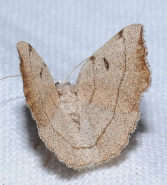Eilicrinia trinotata - háromjegyű araszoló