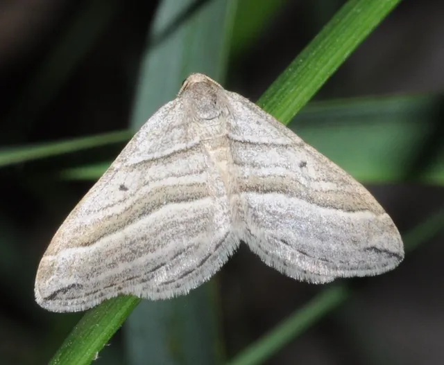 Phibalapteryx virgata - szürke galajaraszoló