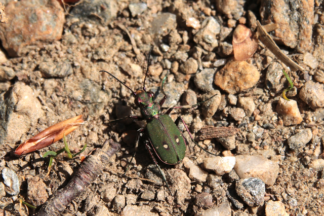 Cicindela campestris - mezei homokfutrinka