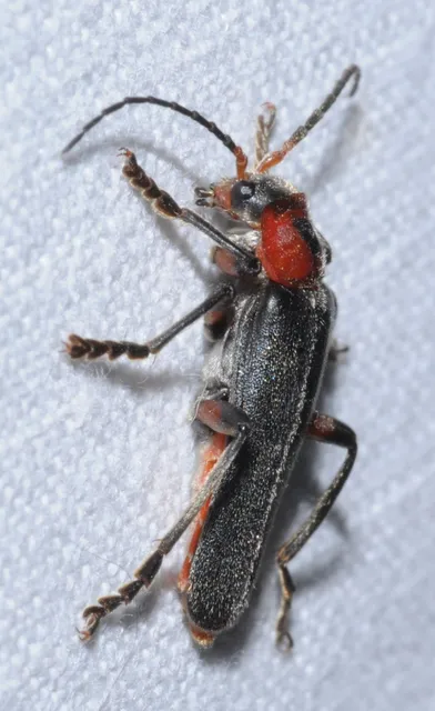 Cantharis rustica - suszterbogár