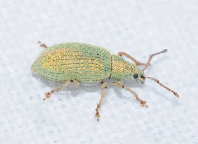 Phyllobius virideaeris - halványzöld levélormányos