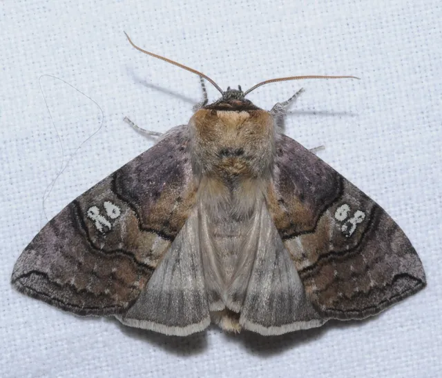 Tethea ocularis - pápaszemes pihésszövő