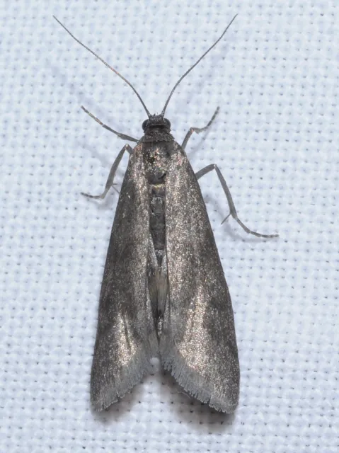 Episcythrastis tetricella - tavaszi karcsúmoly