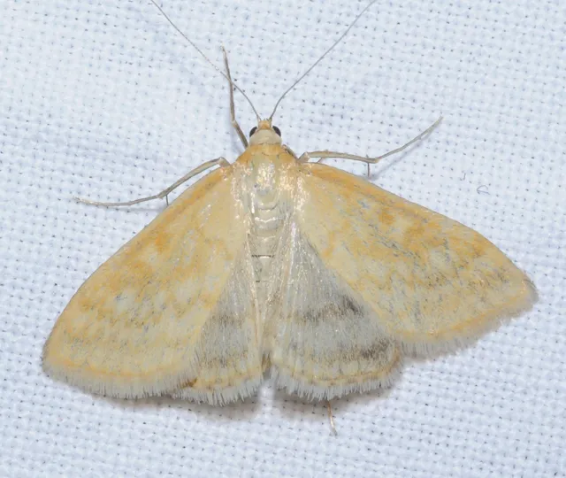 Sitochroa verticalis - világossárga dudvamoly