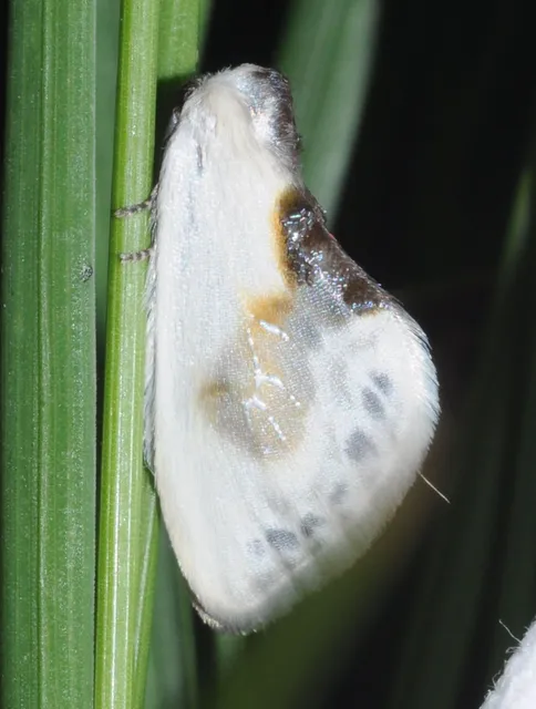 Cilix glaucata - törpe sarlósszövő