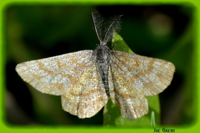 Ematurga atomaria - barna rétiaraszoló