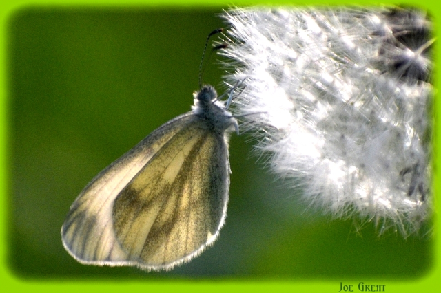 Leptidea sinapis - mustárlepke