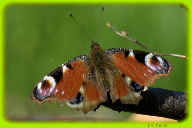 Nymphalis io - nappali pávaszem