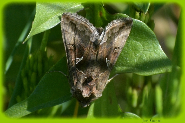 Autographa gamma - gammalepke