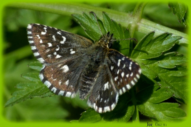 Pyrgus malvae - kis busalepke