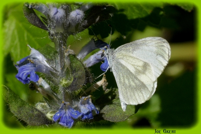 Leptidea sinapis - mustárlepke