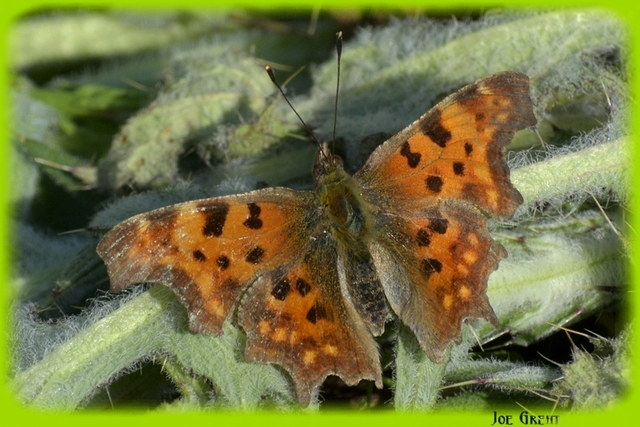 Nymphalis c-album - C-betűs lepke