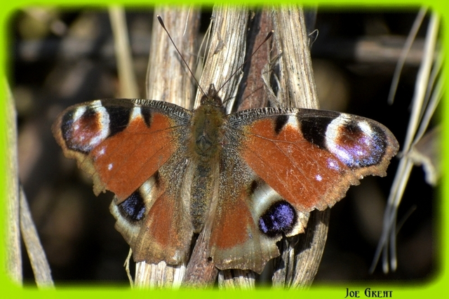 Nymphalis io - nappali pávaszem