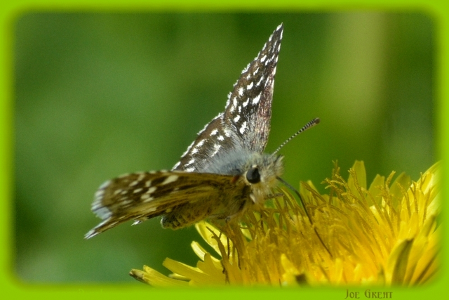 Pyrgus malvae - kis busalepke