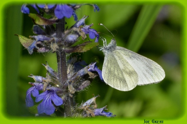 Leptidea sinapis - mustárlepke
