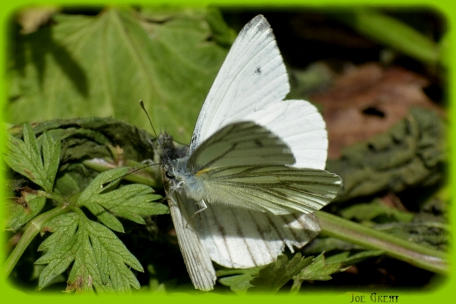 Pieris napi - repcelepke