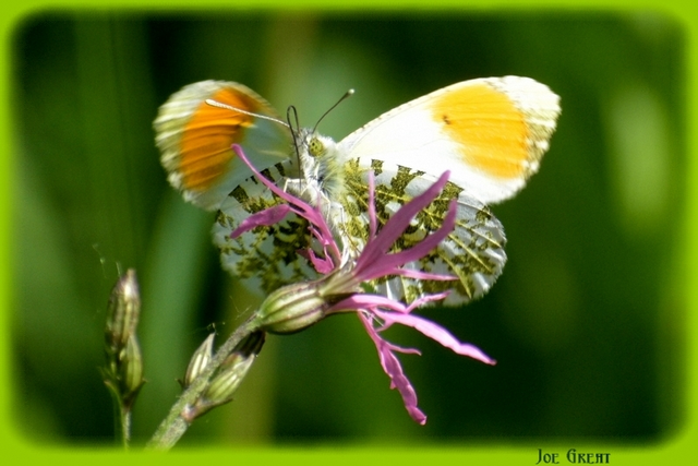 Anthocharis cardamines - hajnalpírlepke