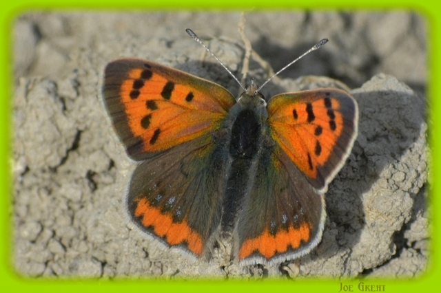 Lycaena phlaeas - közönséges tűzlepke