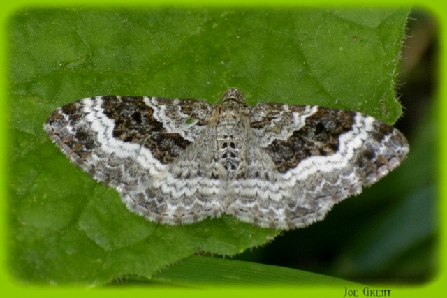 Epirrhoe alternata - galaj-tarkaaraszoló