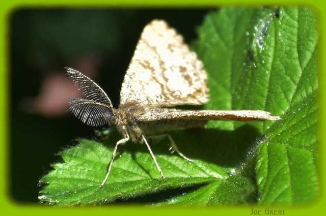 Ematurga atomaria - barna rétiaraszoló