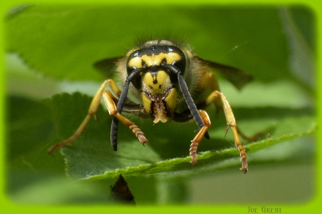 Vespula germanica - német darázs