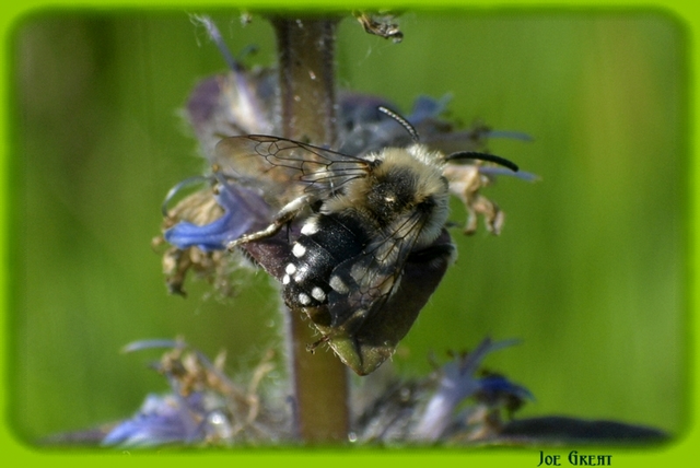 Hymenoptera - Hártyásszárnyúak