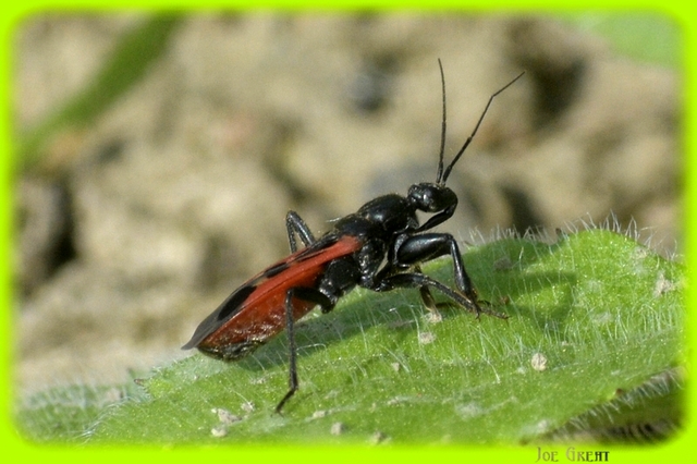 Peirates hybridus - foltos rablópoloska