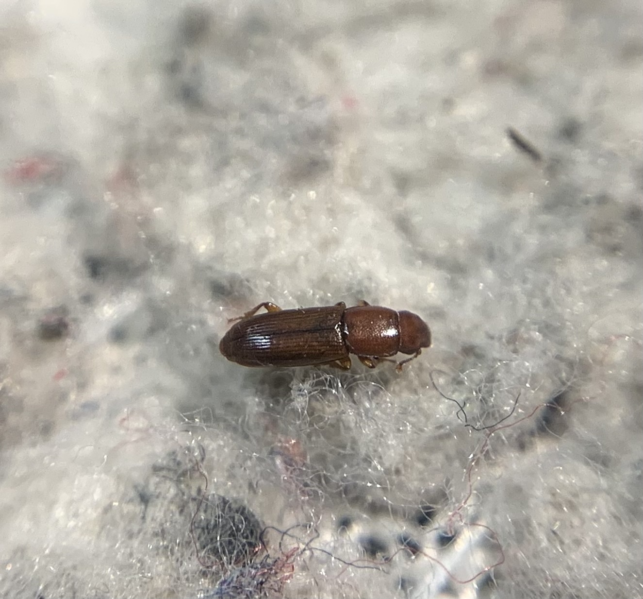 Rhizophagus depressus