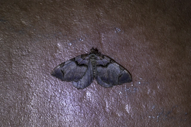 Anticlea derivata - vadrózsa-tarkaaraszoló
