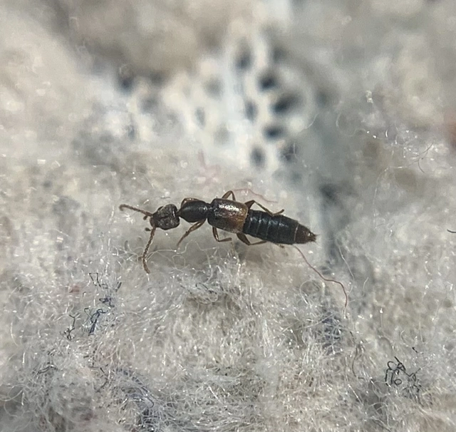 Scopaeus laevigatus - közönséges turzásholyva