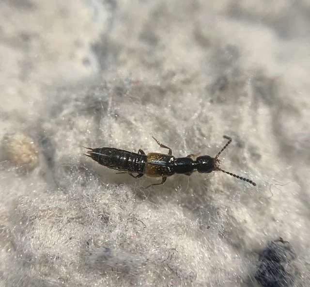 Neobisnius procerulus - kétszínű ganajholyva