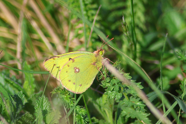 Colias chrysotheme - dolomit-kéneslepke