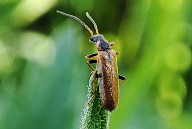Rhagonycha nigriventris - feketecombú lágybogár Rhagonycha nigriventris - feketecombú lágybogár