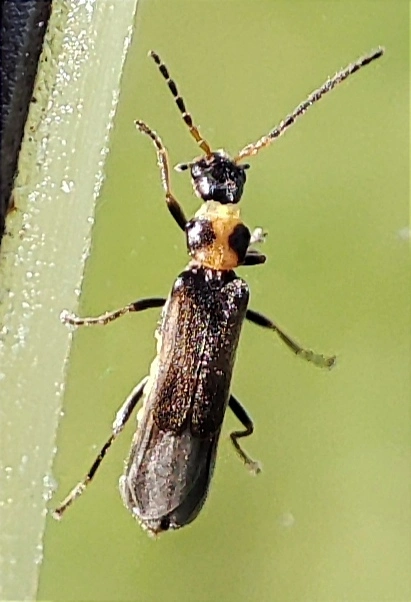 Malthodes dimidiaticollis - foltosnyakú törpelágybogár Malthodes dimidiaticollis - foltosnyakú törpelágybogár