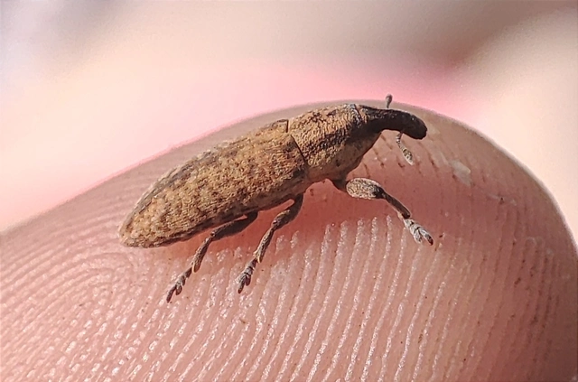 Lixus brevipes - vaskosorrú dudvabarkó