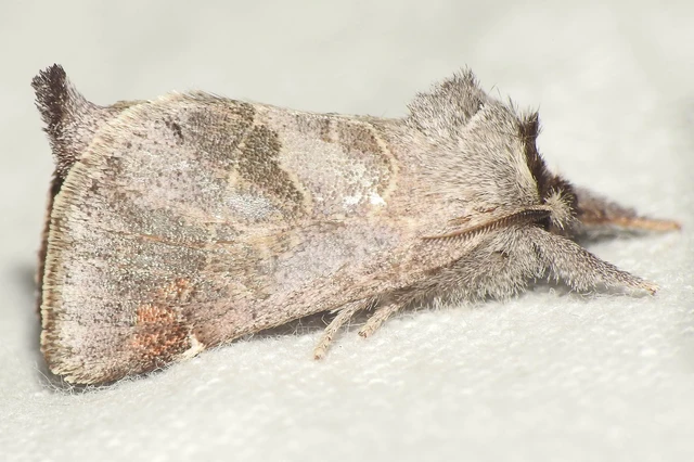 Clostera pigra - apró levélszövő