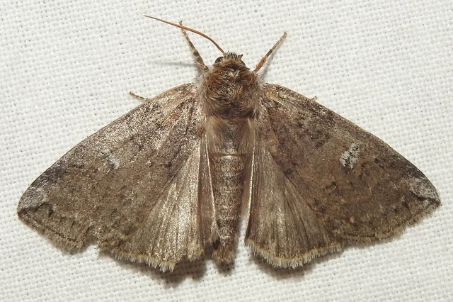 Tethea or - bélyeges pihésszövő