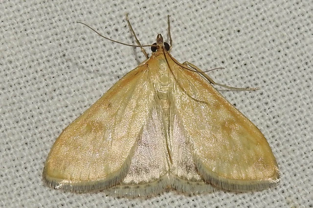 Sitochroa verticalis - világossárga dudvamoly