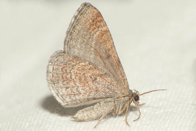 Phibalapteryx virgata - szürke galajaraszoló