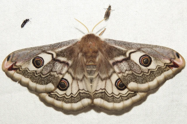 Saturnia pavoniella/pavonia