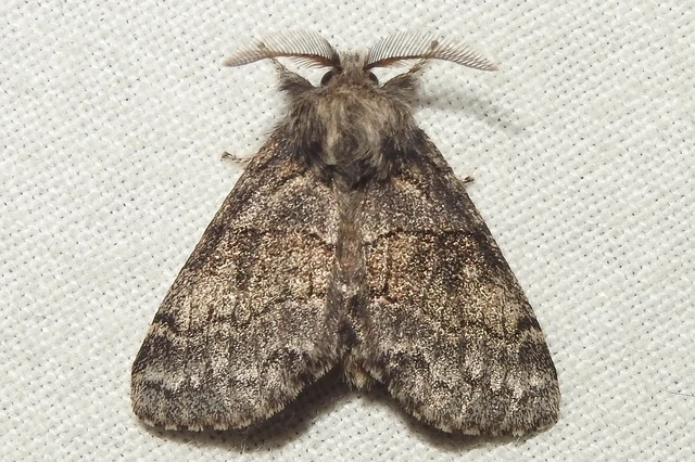 Gluphisia crenata - kormos púposszövő