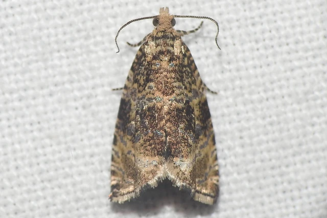 Celypha lacunana - vízparti tükrösmoly