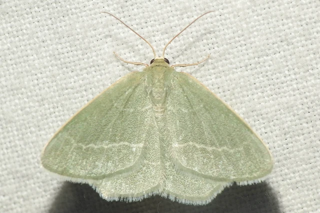 Chlorissa viridata - üdezöld araszoló