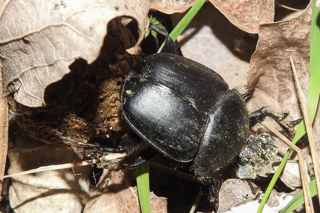 Scarabaeus typhon - óriás-galacsinhajtó