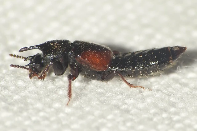 Bledius tricornis - háromszarvú ásóholyva Bledius tricornis - háromszarvú ásóholyva