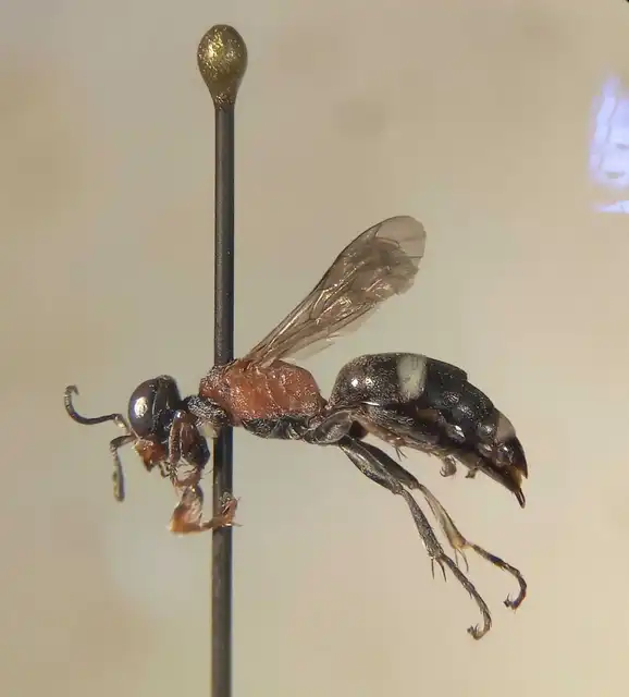 Harpactus laevis