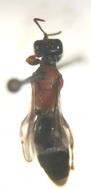 Harpactus laevis